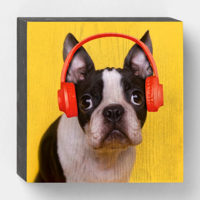 Cutest Baby Animals | Boston Terrier Headphones Wooden Box Sign (Front Horizontal)