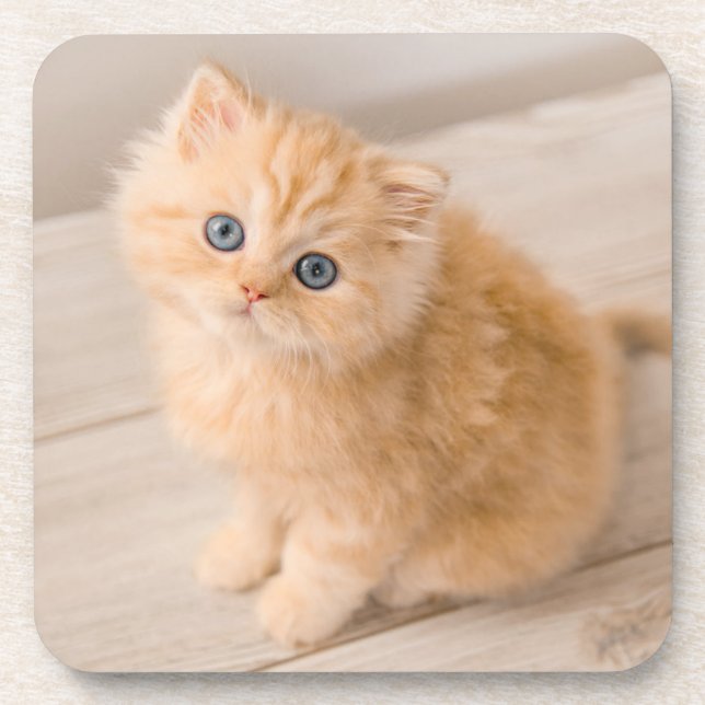 Cutest Baby Animals | British Longhair Kitten Beverage Coaster (Front)