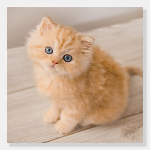 Cutest Baby Animals British Longhair Kitten Foam Board