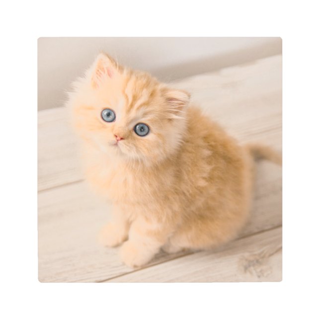 Cutest Baby Animals | British Longhair Kitten Metal Print (Front)