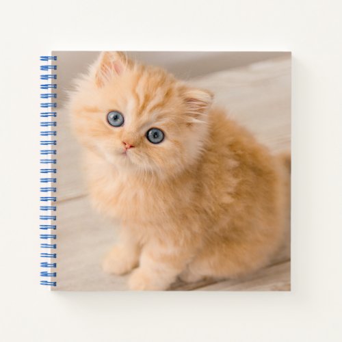 Cutest Baby Animals  British Longhair Kitten Notebook