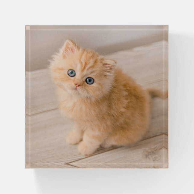 Cutest Baby Animals | British Longhair Kitten Paperweight (Front)