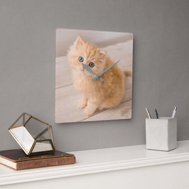 Cutest Baby Animals | British Longhair Kitten Square Wall Clock (Office)