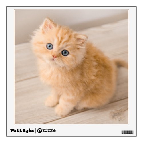 Cutest Baby Animals  British Longhair Kitten Wall Decal