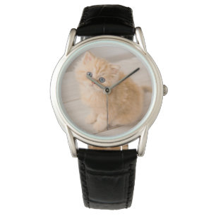 Cutest Baby Animals British Longhair Kitten Watch