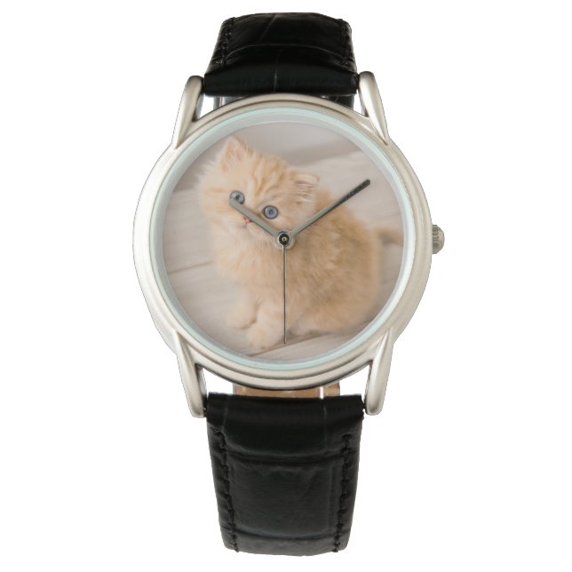 Cutest Baby Animals | British Longhair Kitten Watch (Front)