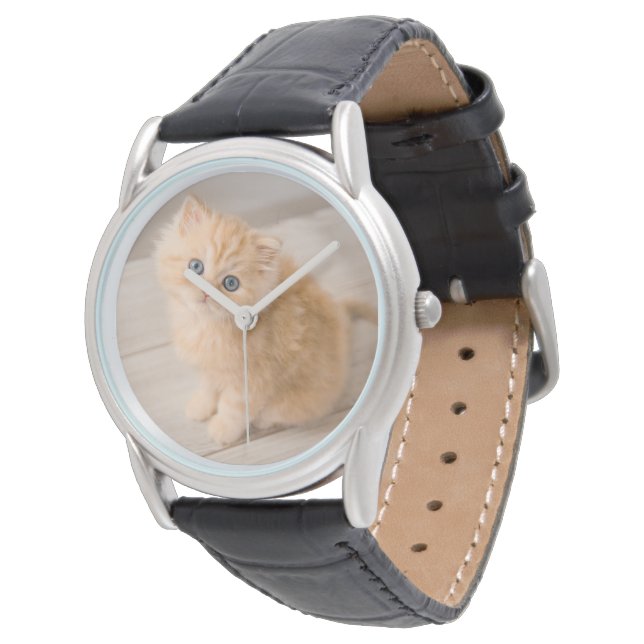 Cutest Baby Animals | British Longhair Kitten Watch (Angled)