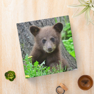 Cutest Baby Animals Brown Bear Cub 3 Ring Binder