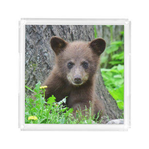 Cutest Baby Animals Brown Bear Cub Acrylic Tray