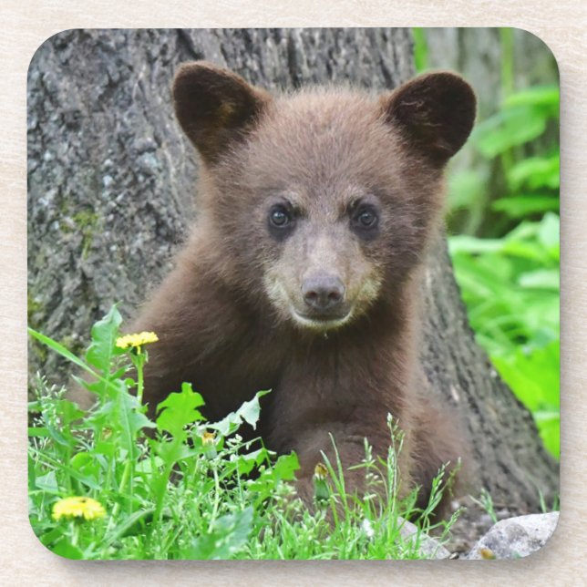 Cutest Baby Animals | Brown Bear Cub Beverage Coaster (Front)