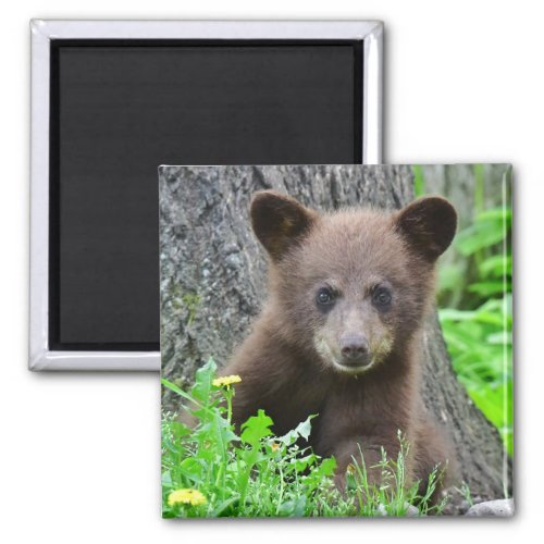 Cutest Baby Animals  Brown Bear Cub Magnet