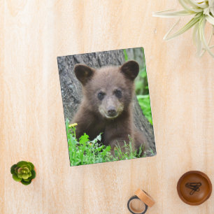 Cutest Baby Animals Brown Bear Cub Mini Binder