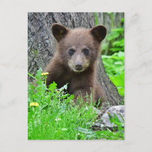 Cutest Baby Animals Brown Bear Cub Postcard
