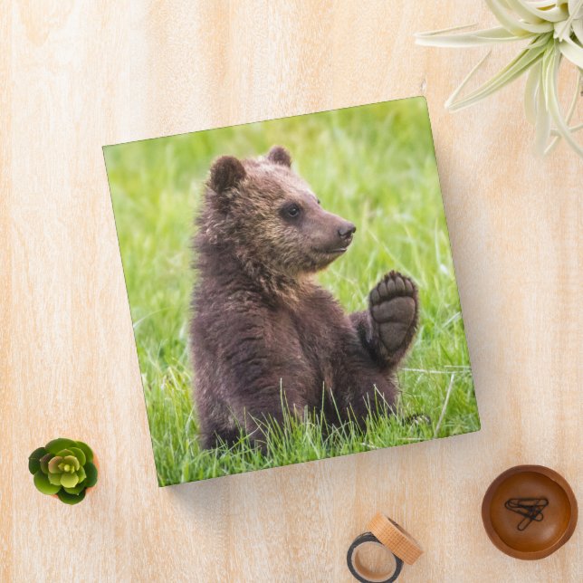 Cutest Baby Animals | Brown Bear Cub Wave 3 Ring Binder (In Situ)