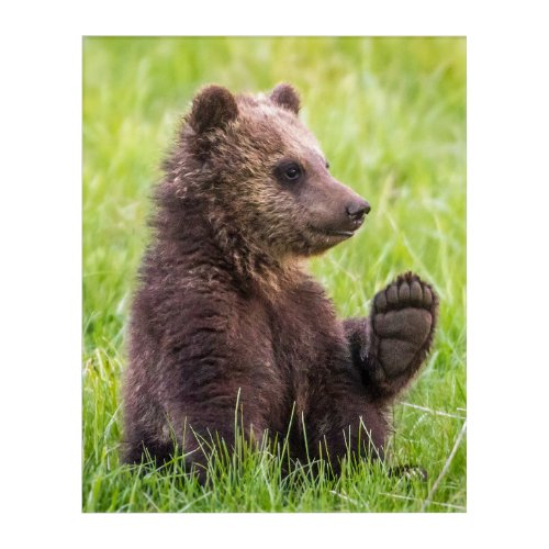 Cutest Baby Animals  Brown Bear Cub Wave Acrylic Print