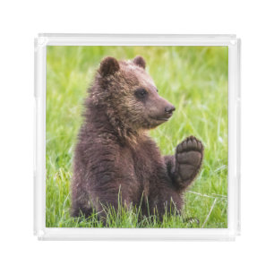 Cutest Baby Animals   Brown Bear Cub Wave Acrylic Tray