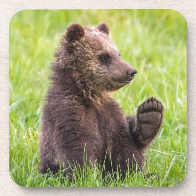 Cutest Baby Animals | Brown Bear Cub Wave Beverage Coaster (Front)