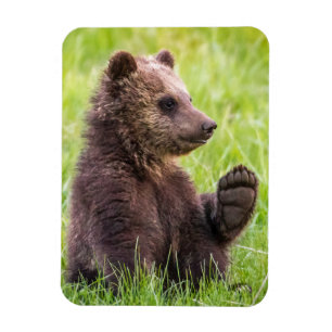 Cutest Baby Animals Brown Bear Cub Wave Magnet