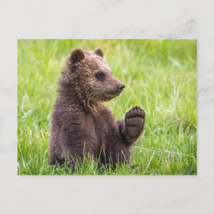 Cutest Baby Animals Brown Bear Cub Wave Postcard