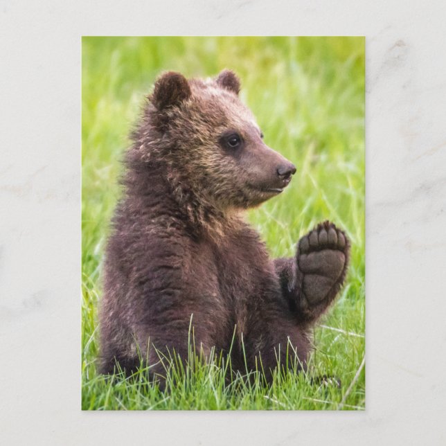 Cutest Baby Animals | Brown Bear Cub Wave Postcard (Front)
