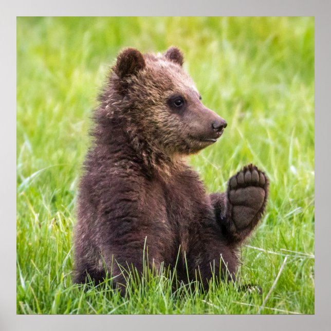 Cutest Baby Animals | Brown Bear Cub Wave Poster (Front)
