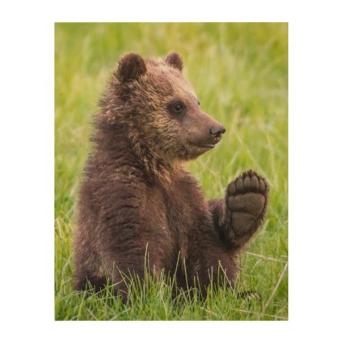 Cutest Baby Animals  Brown Bear Cub Wave Wood Wall Art