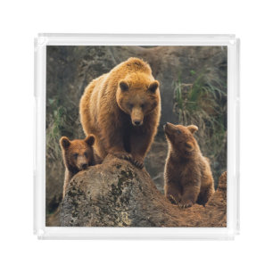 Cutest Baby Animals   Brown Bear Family Acrylic Tray