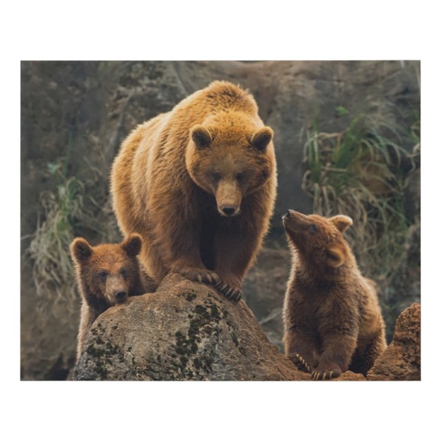 Cutest Baby Animals | Brown Bear Family Faux Canvas Print (Front)