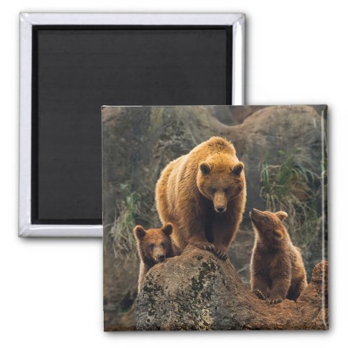 Cutest Baby Animals  Brown Bear Family Magnet