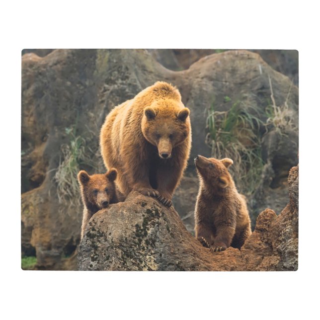 Cutest Baby Animals | Brown Bear Family Metal Print (Front)