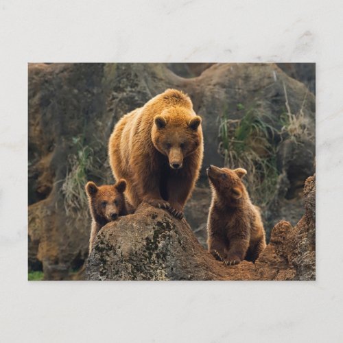 Cutest Baby Animals  Brown Bear Family Postcard