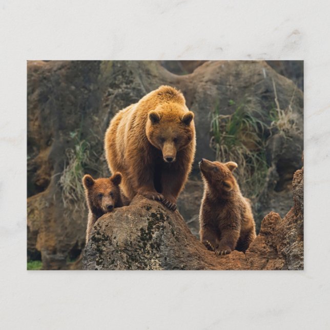 Cutest Baby Animals | Brown Bear Family Postcard (Front)