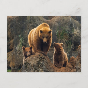 Cutest Baby Animals Brown Bear Family Postcard