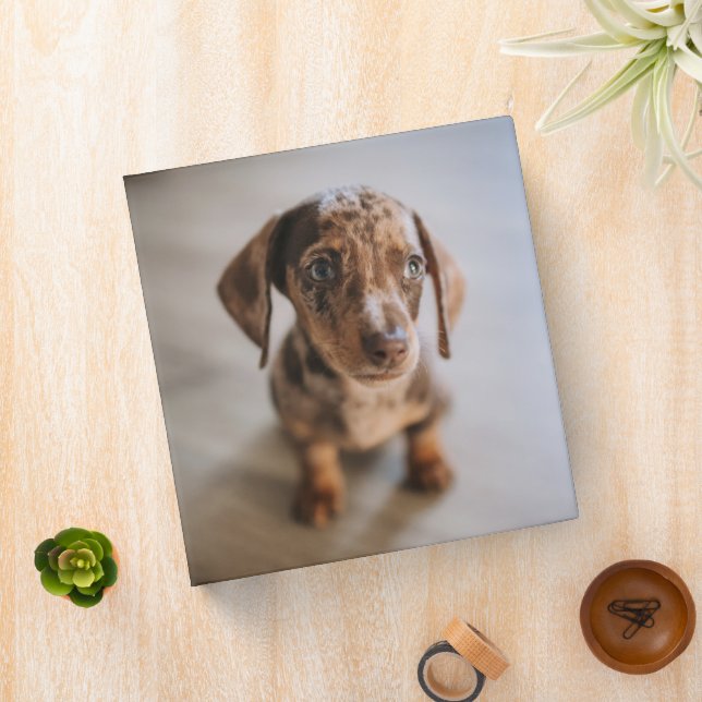 Cutest Baby Animals | Brown Dachshund Puppy 3 Ring Binder (In Situ)