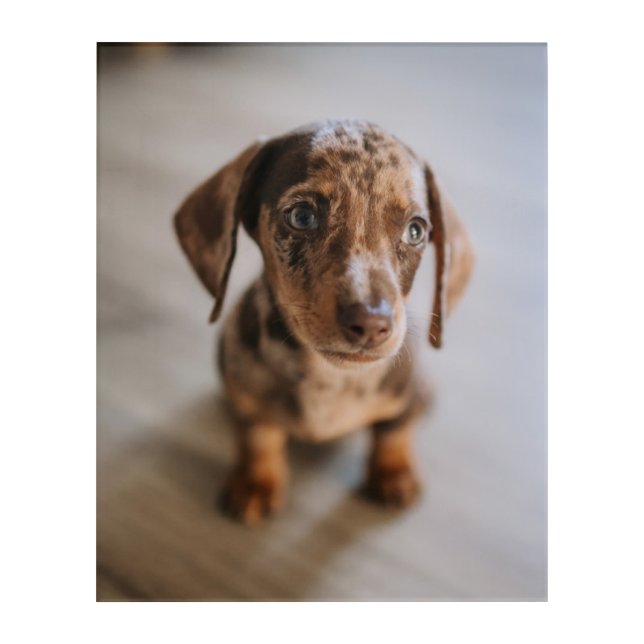 Cutest Baby Animals | Brown Dachshund Puppy Acrylic Print (Front)