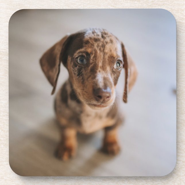 Cutest Baby Animals | Brown Dachshund Puppy Beverage Coaster (Front)