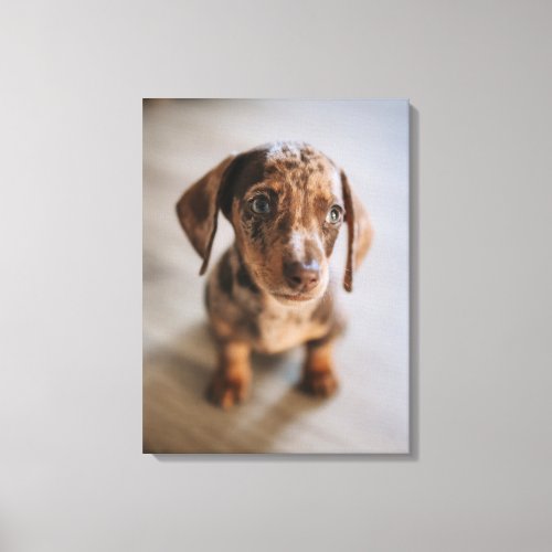 Cutest Baby Animals  Brown Dachshund Puppy Canvas Print