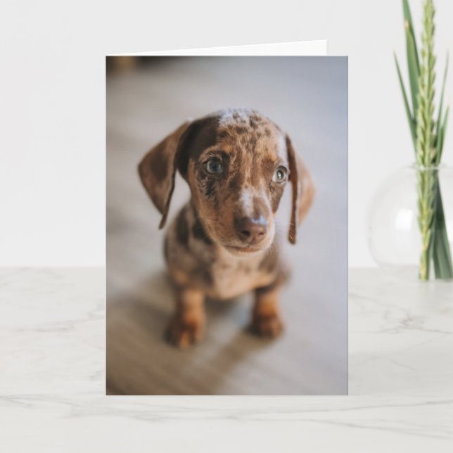 Cutest Baby Animals | Brown Dachshund Puppy Card (Front)