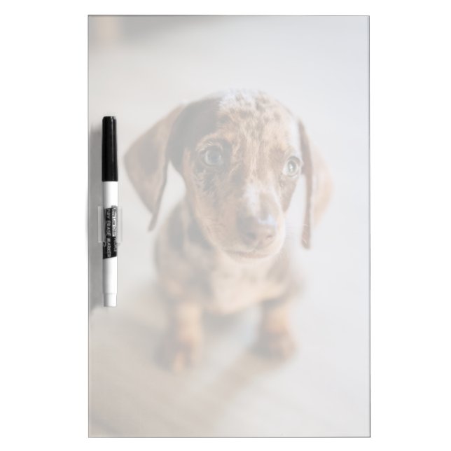 Cutest Baby Animals | Brown Dachshund Puppy Dry Erase Board (Front)