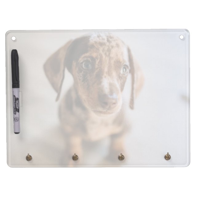 Cutest Baby Animals | Brown Dachshund Puppy Dry Erase Board With Keychain Holder (Front)