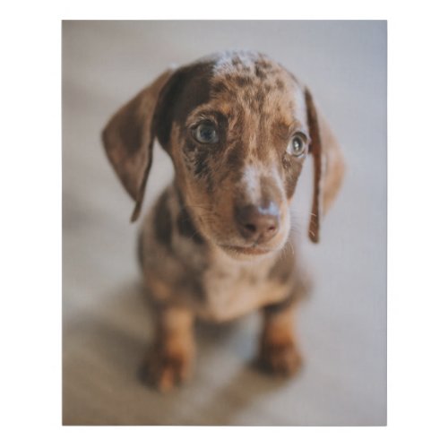 Cutest Baby Animals  Brown Dachshund Puppy Faux Canvas Print