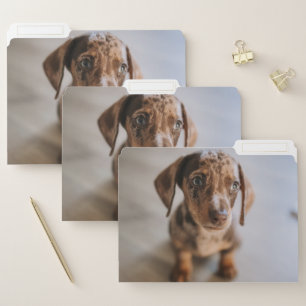 Cutest Baby Animals   Brown Dachshund Puppy File Folder
