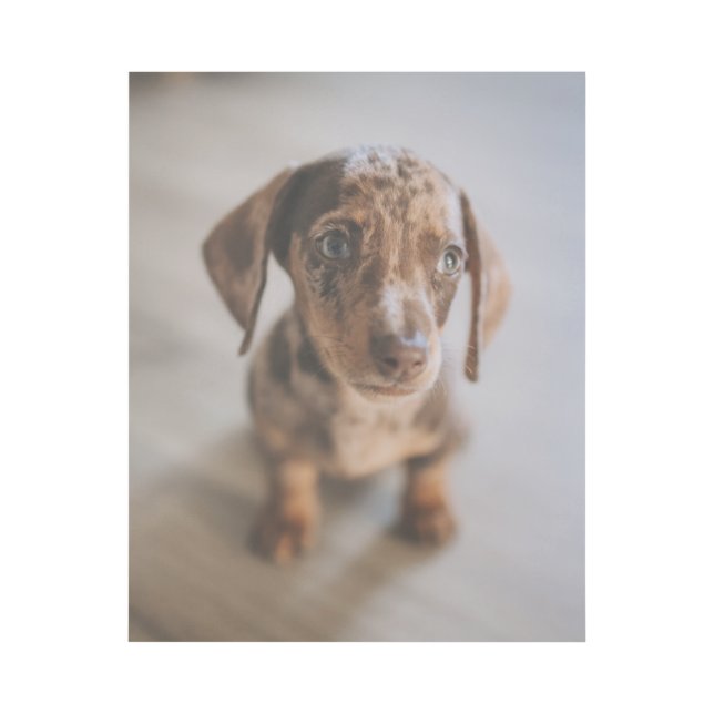 Cutest Baby Animals | Brown Dachshund Puppy Gallery Wrap (Front)