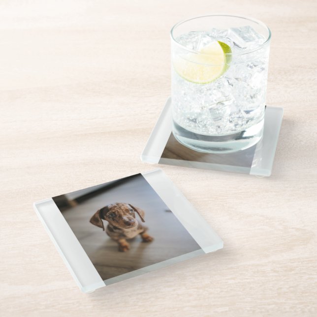 Cutest Baby Animals | Brown Dachshund Puppy Glass Coaster (Angled)