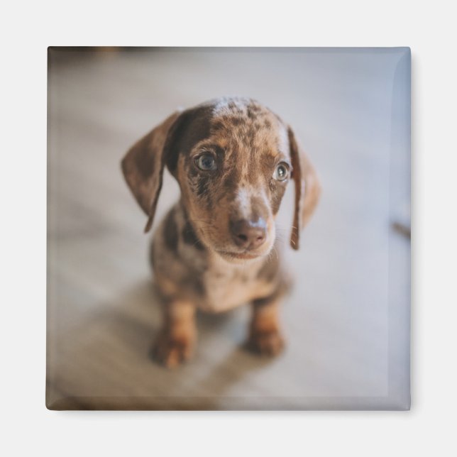 Cutest Baby Animals | Brown Dachshund Puppy Magnet (Front)