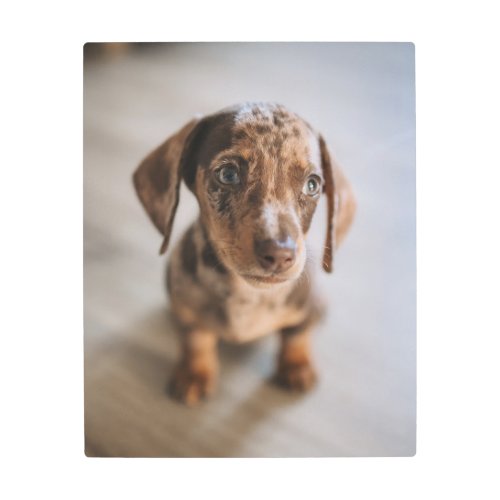 Cutest Baby Animals  Brown Dachshund Puppy Metal Print