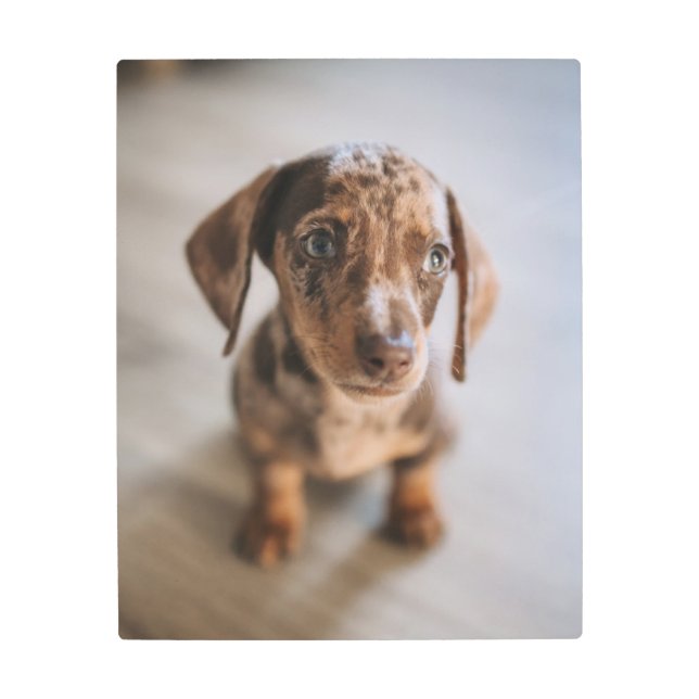 Cutest Baby Animals | Brown Dachshund Puppy Metal Print (Front)