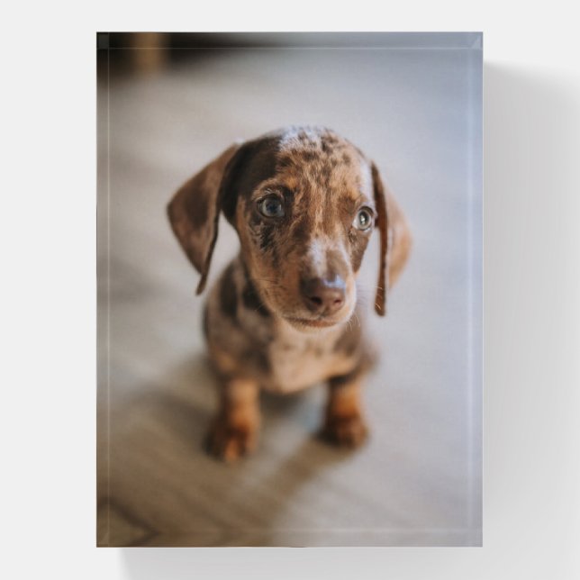 Cutest Baby Animals | Brown Dachshund Puppy Paperweight (Vertical)