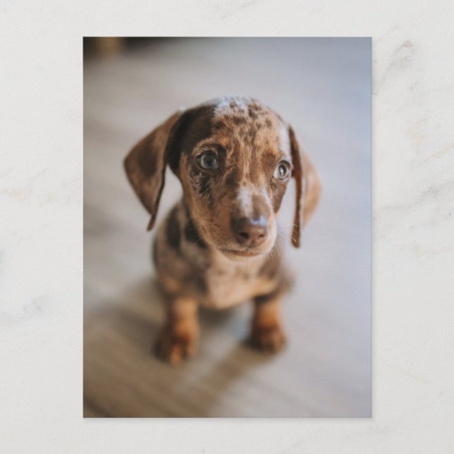 Cutest Baby Animals | Brown Dachshund Puppy Postcard (Front)