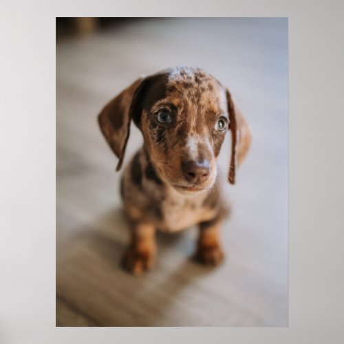 Cutest Baby Animals  Brown Dachshund Puppy Poster